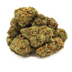 Strawberry Kush greenhouse