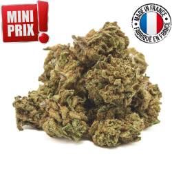 White Widow Small Buds greenhouse
