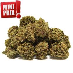 Fleurs de CBD Orange Bud Small Buds, pas cher