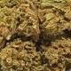 Small buds CBD Orange Bud greenhouse 