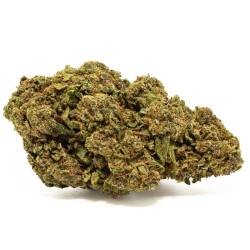 Hawaiian Haze greenhouse