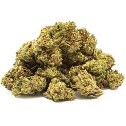 Mango Haze Small Bud indoor