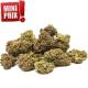 Small Buds, fleurs de CBD Blueberry 