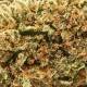 Gros plan sur la fleur de CBD Kush’n Haze aux bourgeons compacts et résineux