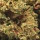 Fleurs CBD Gorilla Glue Small Buds aux pistils orangés
