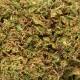 Fleurs de CBD Buddha Cheese greenhouse, qualité & prix