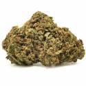 Cookie Kush greenhouse