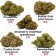 Pack découverte CBD - Fleurs de CBD pas chères